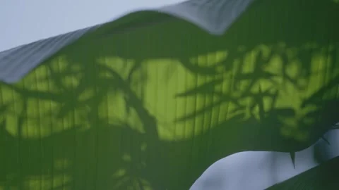 The light and shadow of bamboo on green leaves, natural beauty Stock Footage 260445449
