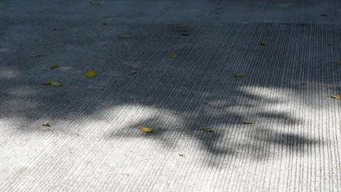 Light and shadow on a cemented road. Shadow of tree branches and leaves Stock Footage 340173292