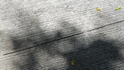Light and shadow on a cemented road. Shadow of tree branches and leaves Stock Footage 340173296