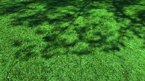 Light and Shadow Cinematic Abstract Contrast Mood Visual Footage Stock Footage 336725009