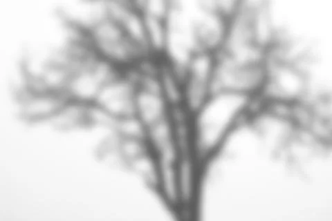 Light and shadow concept of trees on gray cement surface. Stock Photos