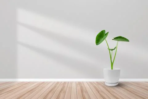 Light and shadow decoration room background wooden floor and tropical plants  Stock Photos