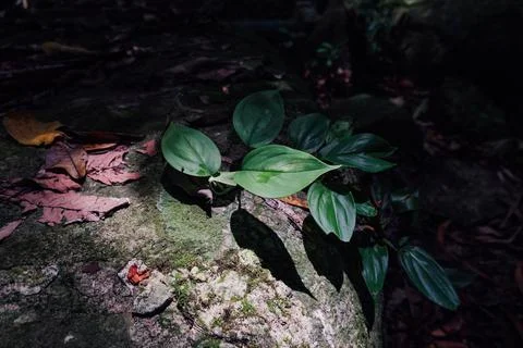 Light and shadow effect with a green leaf in the jungle Foto stock