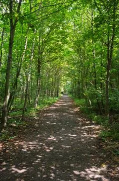 Light and Shadow on Forest Path Stock Photos