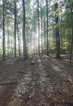 Light and shadow in the forest Stock Photos