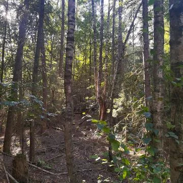 Light and shadow in the forest Stock Photos