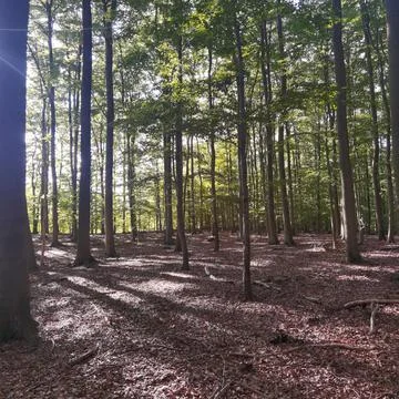 Light and shadow in the forest Foto stock