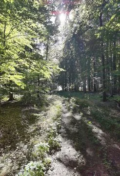 Light and shadow in the forest Stock Photos