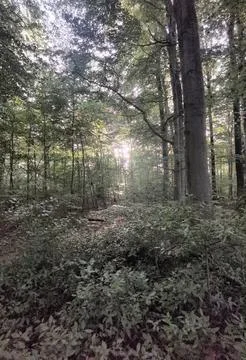 Light and shadow in the forest Stock Photos