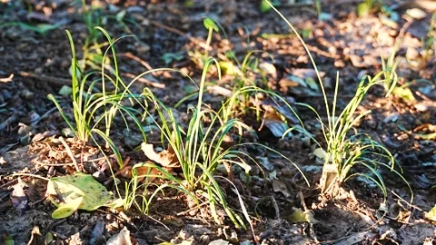 Light and shadow on the grass Stock Footage 210845211