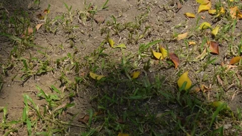 Light and shadow on a grassy soil with fallen leaves. Stock Footage 340410466