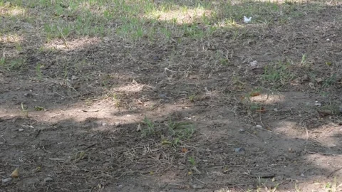 Light and shadow on grassy soil. Shadow of tree branches and leaves Stock Footage 340410954