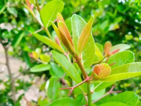 The light and shadow of green young leaves is the background. Stock Photos