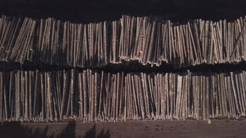 Light and shadow highlight tidy stack of trees in pulp mill log yard Stock Footage 319017831