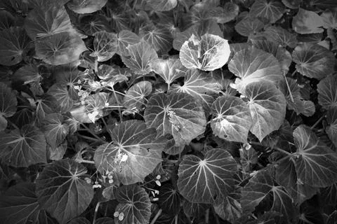 Light and shadow on leaves pattern, natural light background Stock Photos