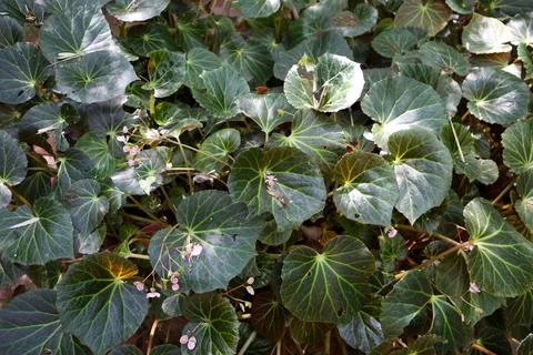 Light and shadow on leaves pattern, natural light background Fotos de archivo