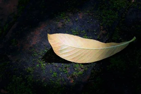 Light and shadow on the leaves Stock Photos