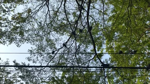 Light And Shadow, Movement Silhouette Of Birds On The Tree In City Stock Footage 273571860
