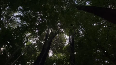 Light And Shadow In Nature Stock Footage 273572261