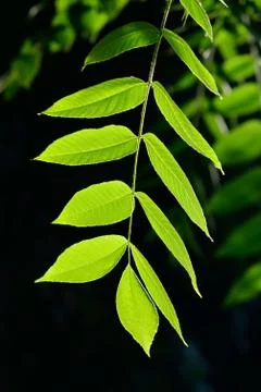 Light and shadow Stock Photos