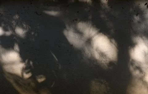Light and Shadow Play on Textured Surface with Abstract Leaf and Branch Sil.. Stock Photos