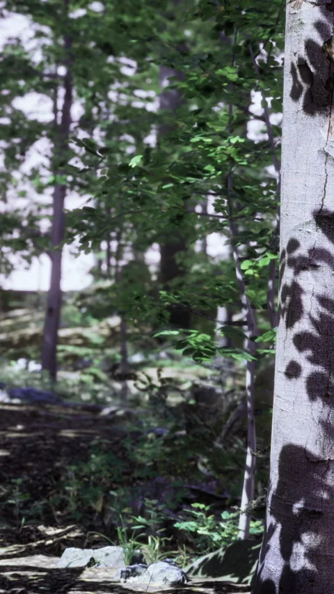 Light and shadow play on a tree in the forest during daytime outside Stock Footage 336582423