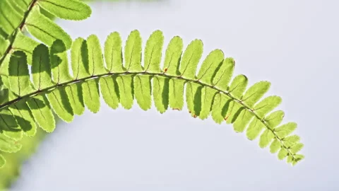 Light and Shadow Play on Vibrant Green Ferns in Woodland (ProRes 422) Stock Footage 324601546