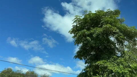 Light and shadow shift across passing treetops as the camera glides onward, slow Video stock 325776276