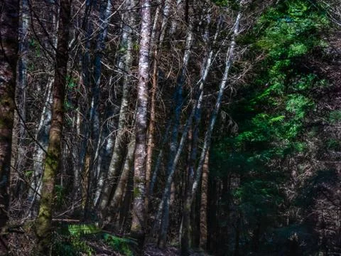 Light and shadow on thickets of small trees Stock Photos
