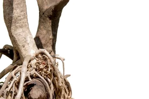 Light and shadow tree stump with air root Stock Photos