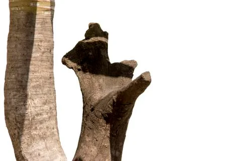 Light and shadow tree stump Stock Photos