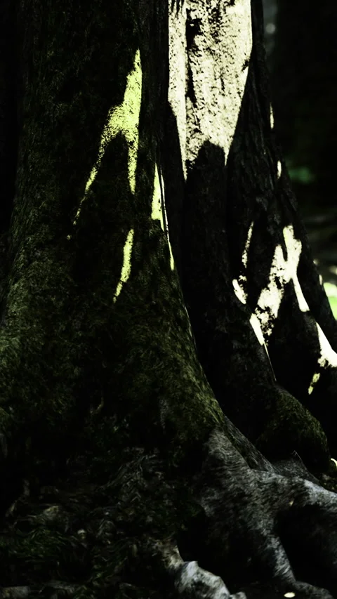 Light and shadow on tree trunk in forest during daytime hours Stock Footage 336581588