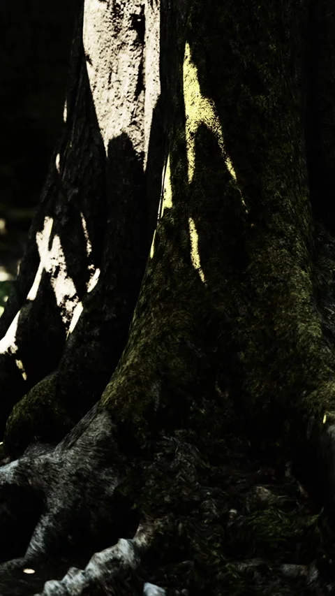 Light and shadow on a tree trunk in a forest setting during the day Stock Footage 338426211