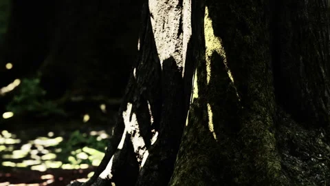 Light and shadow on a tree trunk in a green forest setting Stock Footage 343576453