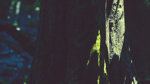 Light and shadow on a tree trunk in a forest during the day Stock Footage 348559245