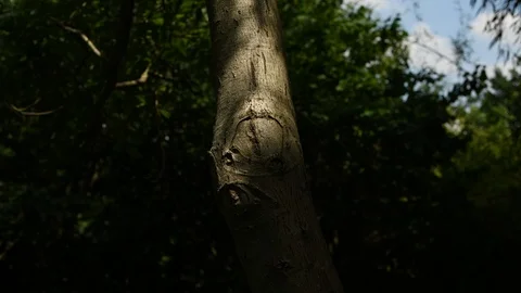 Light and shadows alternating on a nut tree trunk close up still shoot Stock Footage 111427839
