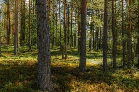 Light and shadows among the pine trees of the Linnansaari National Park in Fi Stock Photos