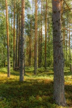 Light and shadows among the pine trees of the Linnansaari National Park in Fi Stock Photos