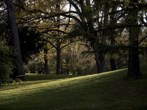 Light and shadows between the trees in park, Sweden, Norrköping Stock Photos
