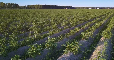 Light and shadows of even planted potato rows on field Stock Footage 104171243