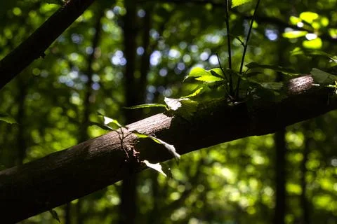 Light and shadows in to the forest Foto stock