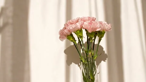 Light and shadows from leaves of the carnation and waving white tulle near the Video stock 256921476