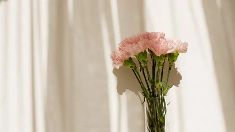 Light and shadows from leaves of the carnation and waving white tulle near the Vídeo Stock 270926087