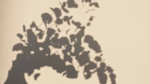 Light and shadows from from leaves of the eucalyptus. Transparent soft light and Stock Footage 261532046