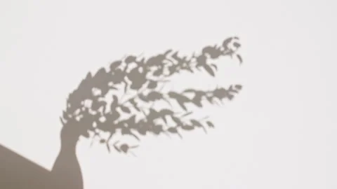 Light and shadows from from leaves of the eucalyptus. Transparent soft light and Stock Footage 265900961