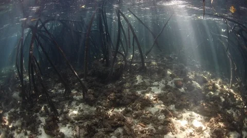 Light and Shadows in Mangrove Forest in Komodo National Park Stock Footage 119988611