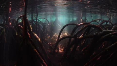 Light and Shadows Mix in a Raja Ampat Blue Water Mangrove Stock Footage 326969618