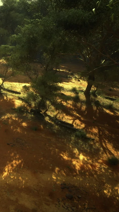 Light and shadows play on the ground in a forest during the afternoon Stock Footage 332219912