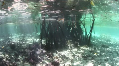 Light and Shadows Underwater in Blue Water Mangrove Forest Stock Footage 51053770