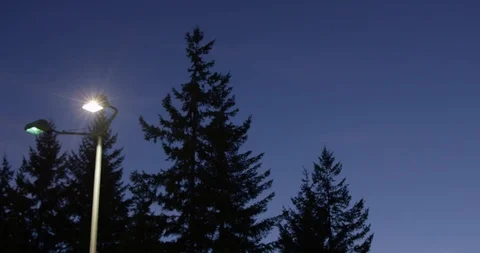 Light and tree Stock Footage 126432059